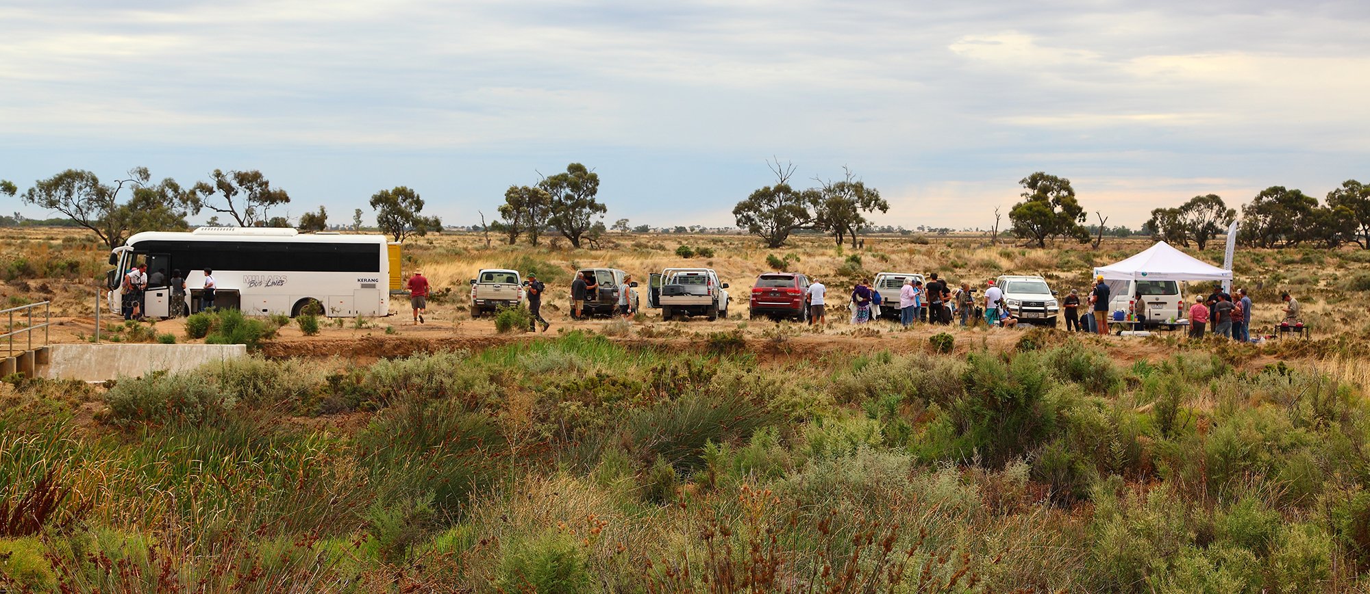 Cars and buses lined up at a wetland