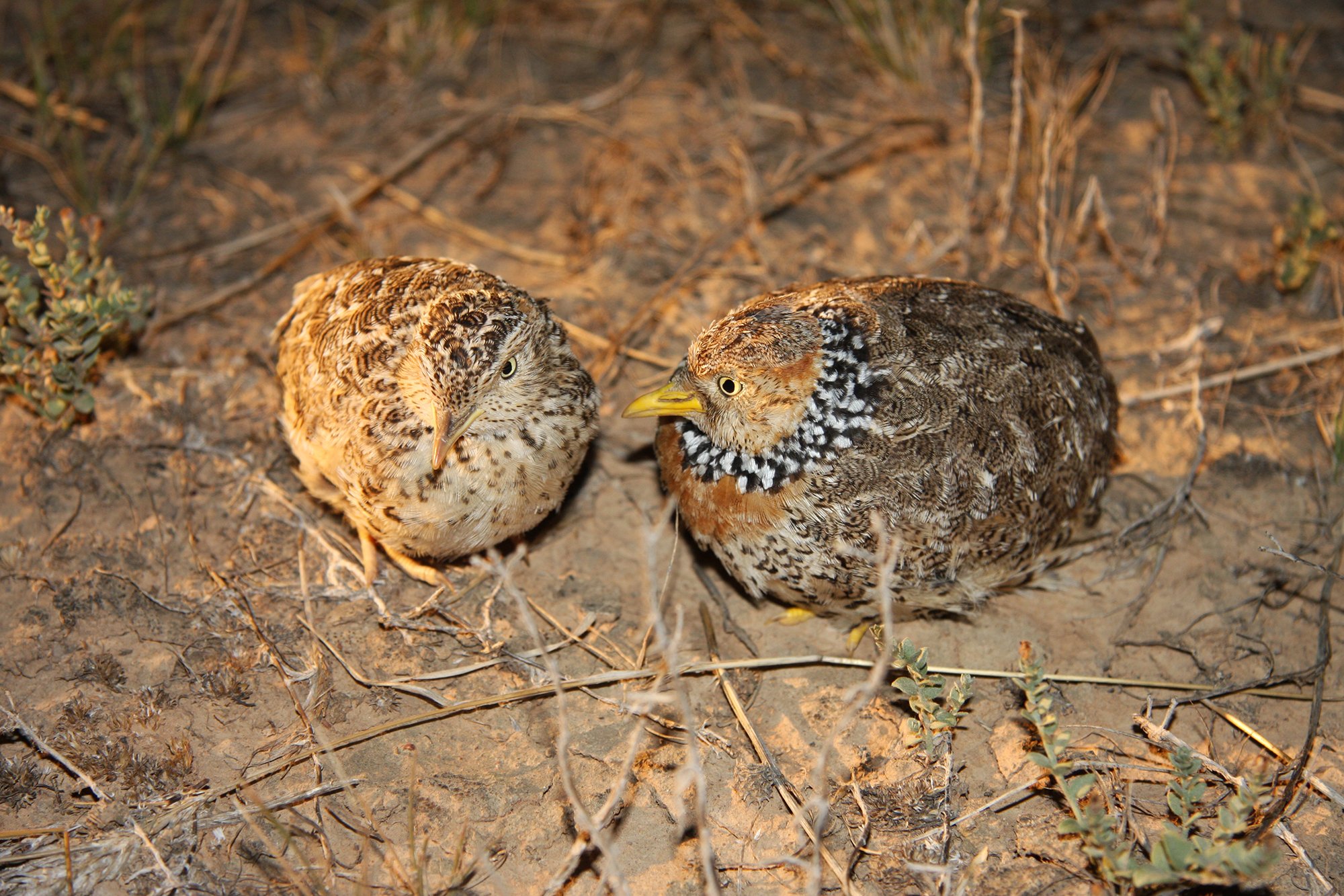 2 young small brown birds standing on on sandy ground.