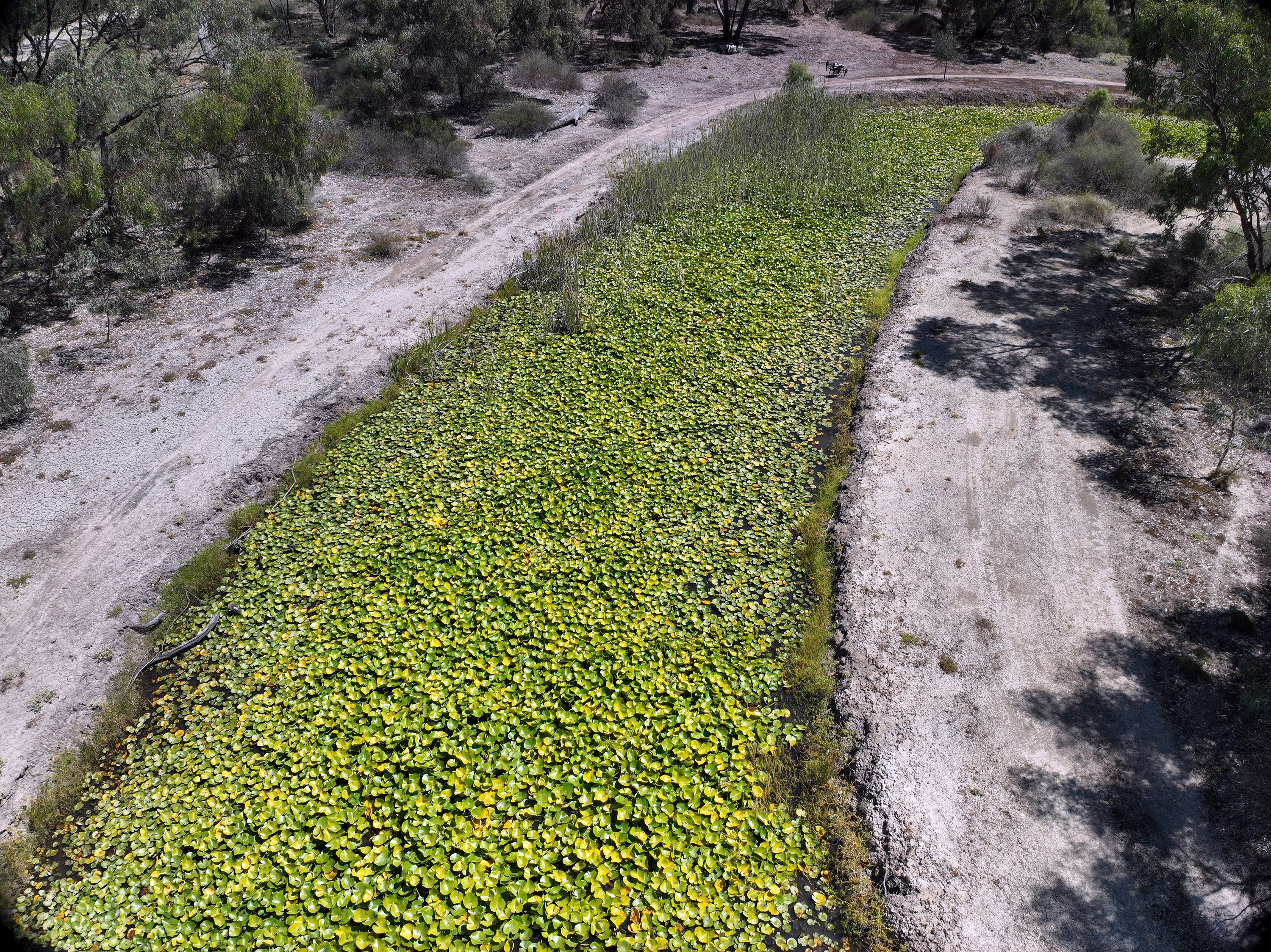 Aerial shot of a waterway choked with a pest plant