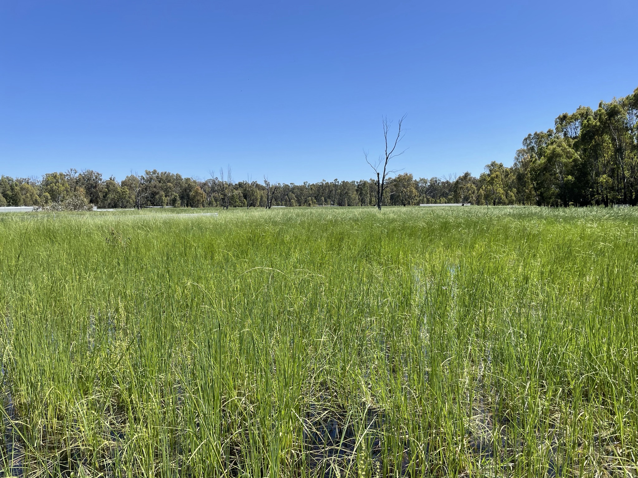 Guttrum State Forest | North Central Catchment Management Authority