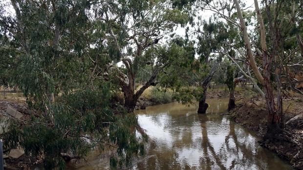 A trifecta of fish-friendly flows | North Central Catchment Management ...